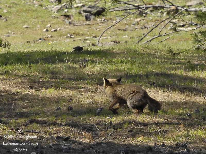 Renard roux