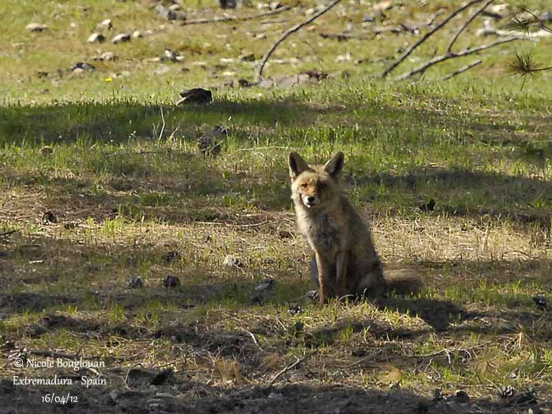 Renard roux