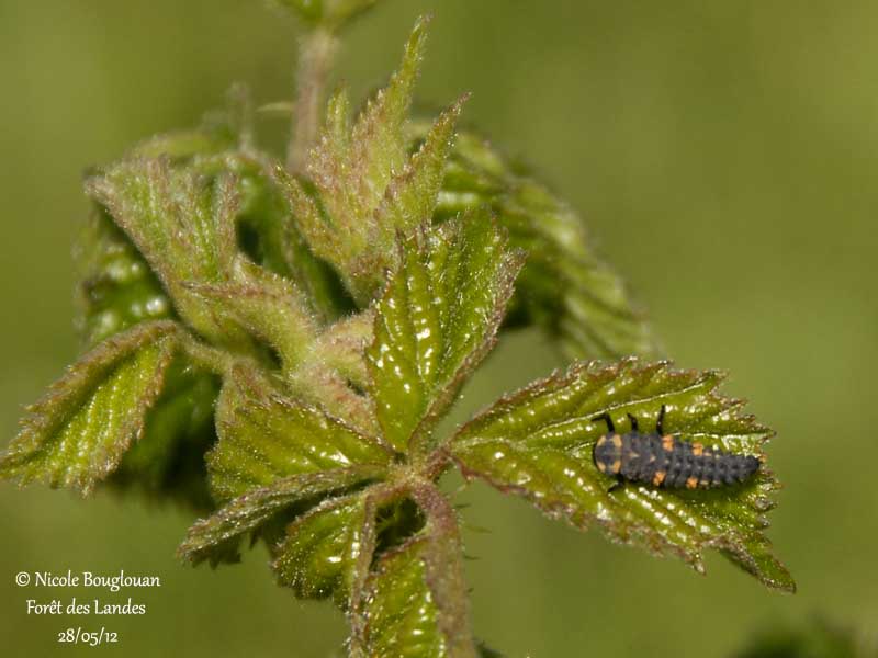 Seven-spotted Ladybeetle - Coccinella septempunctata - Coccinelle  sept points - LARVAE