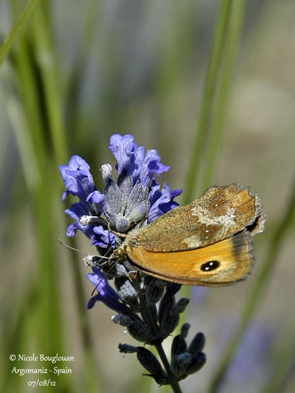 Gatekeeper female 