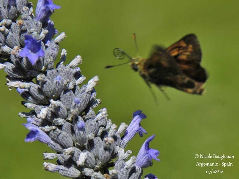 LARGE SKIPPER  OCHLODES FAUNUS - LA SYLVAINE