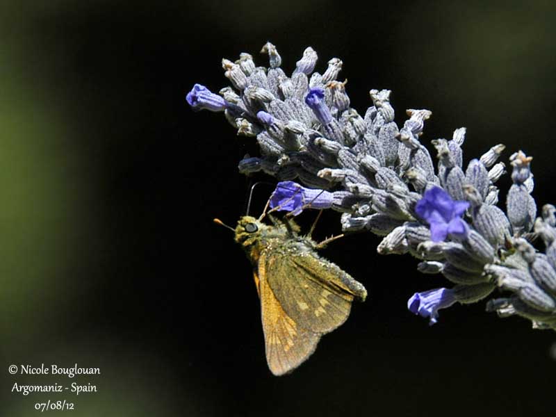 LARGE SKIPPER  OCHLODES FAUNUS - LA SYLVAINE