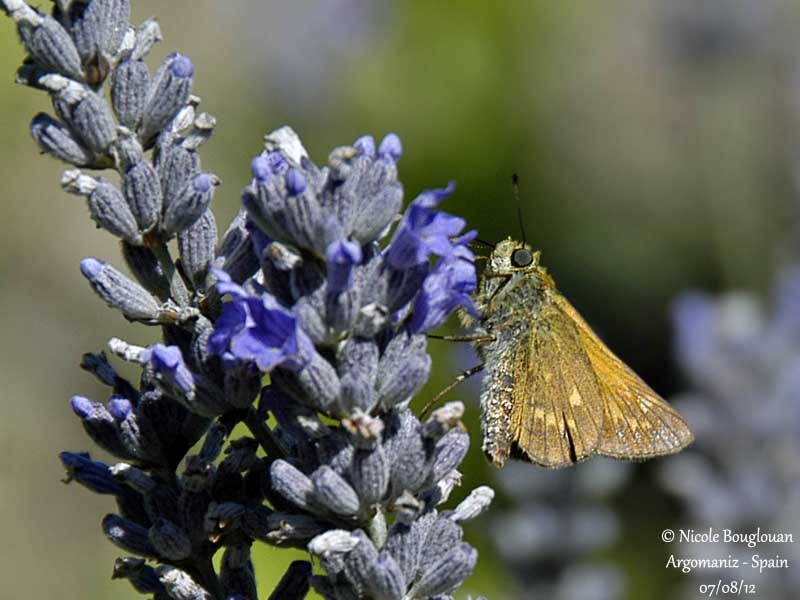 LARGE SKIPPER  OCHLODES FAUNUS - LA SYLVAINE