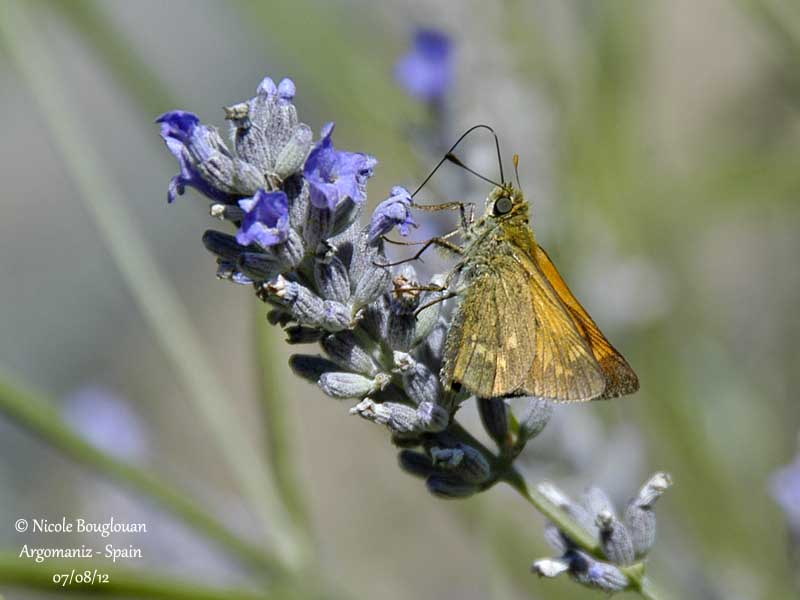 LARGE SKIPPER  OCHLODES FAUNUS - LA SYLVAINE