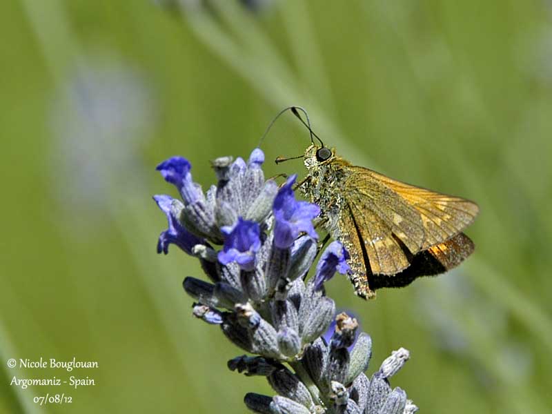 LARGE SKIPPER  OCHLODES FAUNUS - LA SYLVAINE