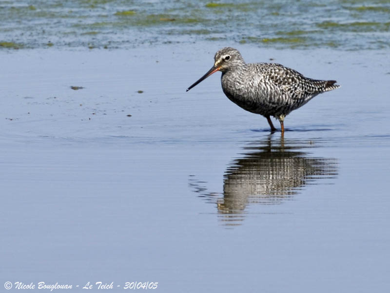 SPOTTED REDSHANK 