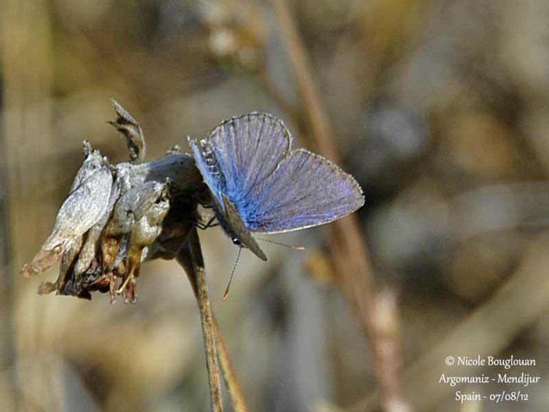 GENUS POLYOMMATUS - Unknown species