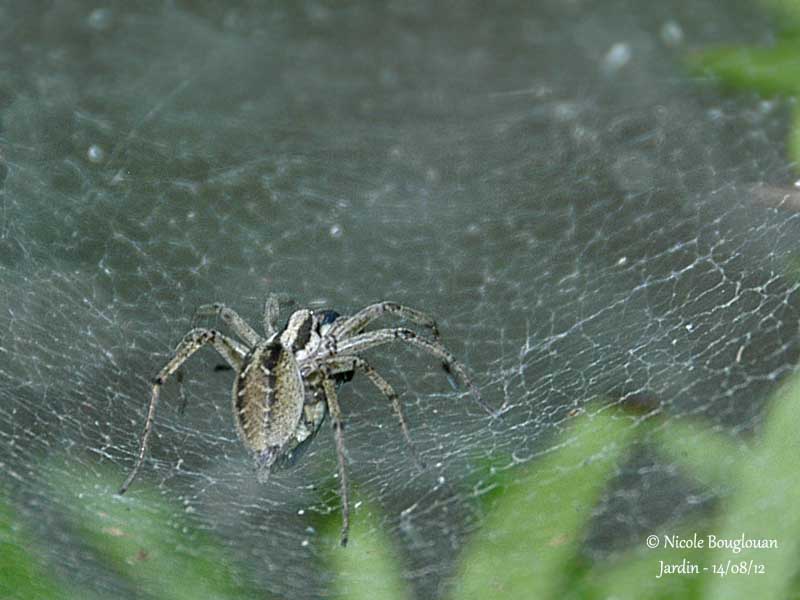 Spider with prey