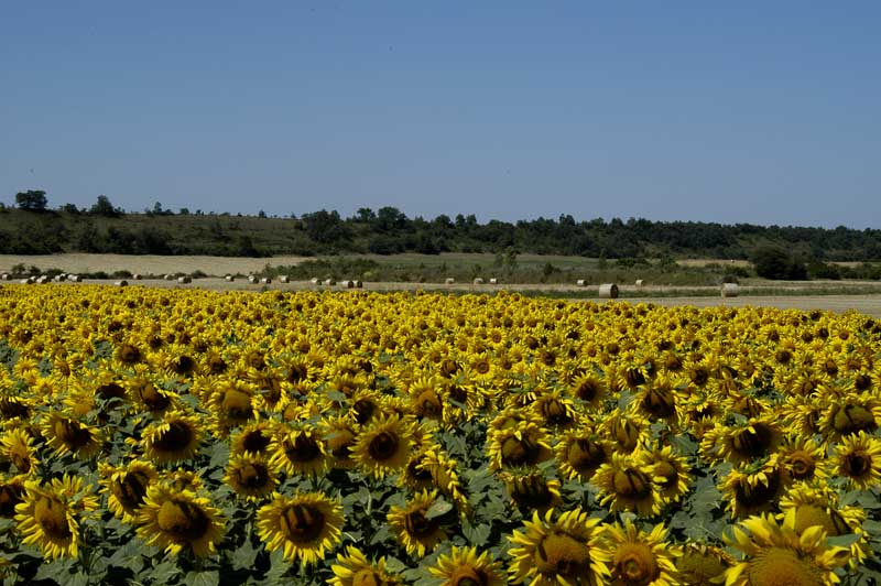 Sunflowers Cantabra