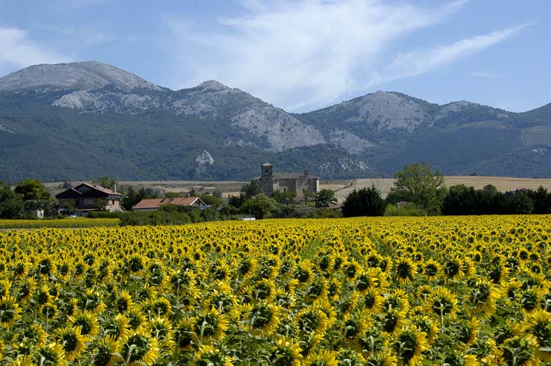 Sunflowers Cantabra