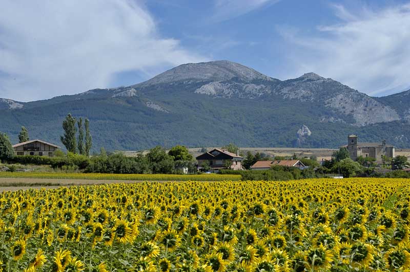 Sunflowers Cantabra