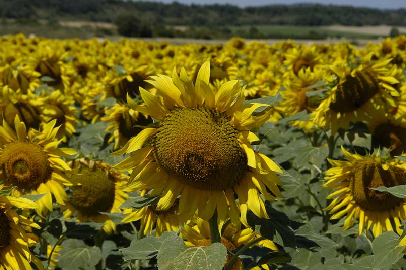 Sunflowers Cantabra