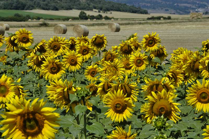 Sunflowers Cantabra