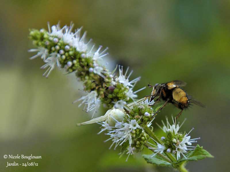 Tachina fera and Misumena vatia 