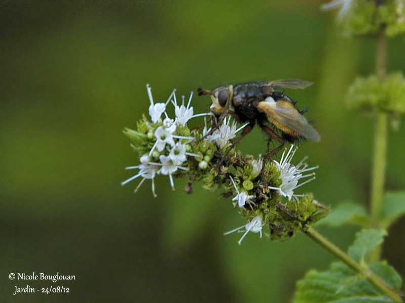 Tachina fera 