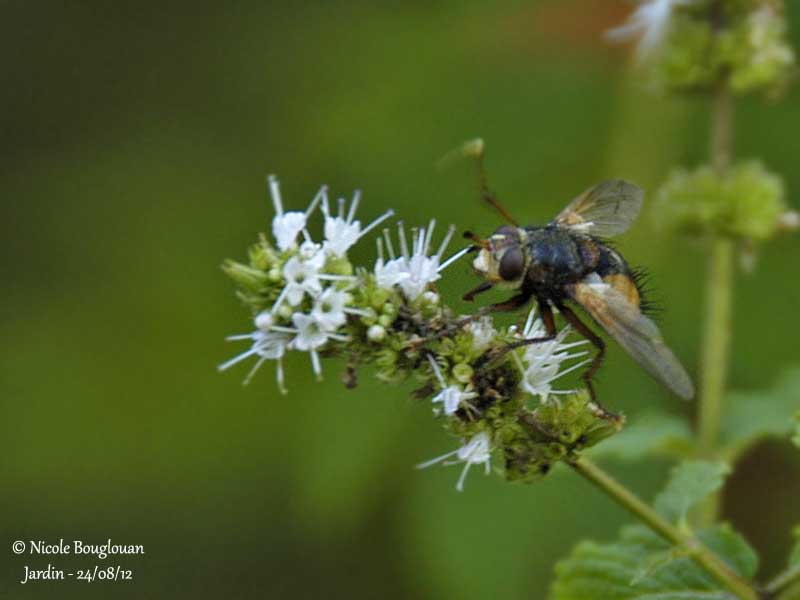 Tachina fera 