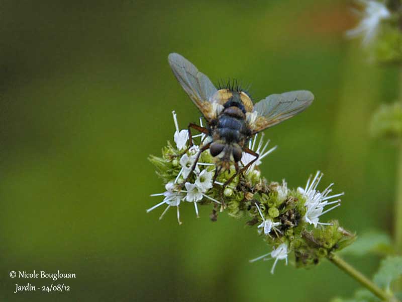 Tachina fera 