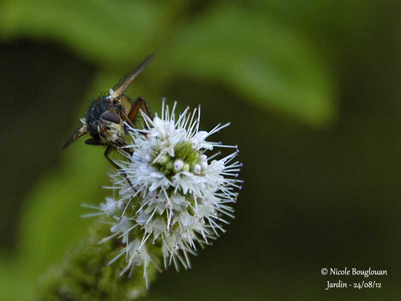 Tachina fera 