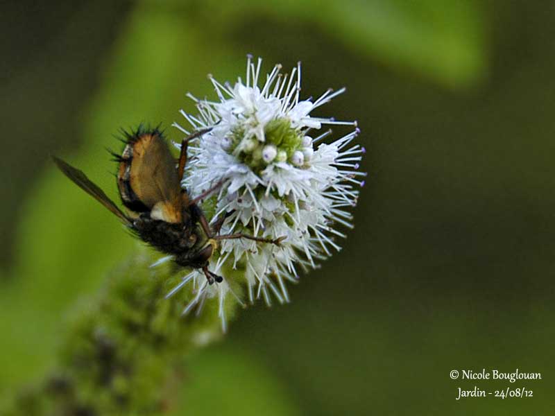 Tachina fera 