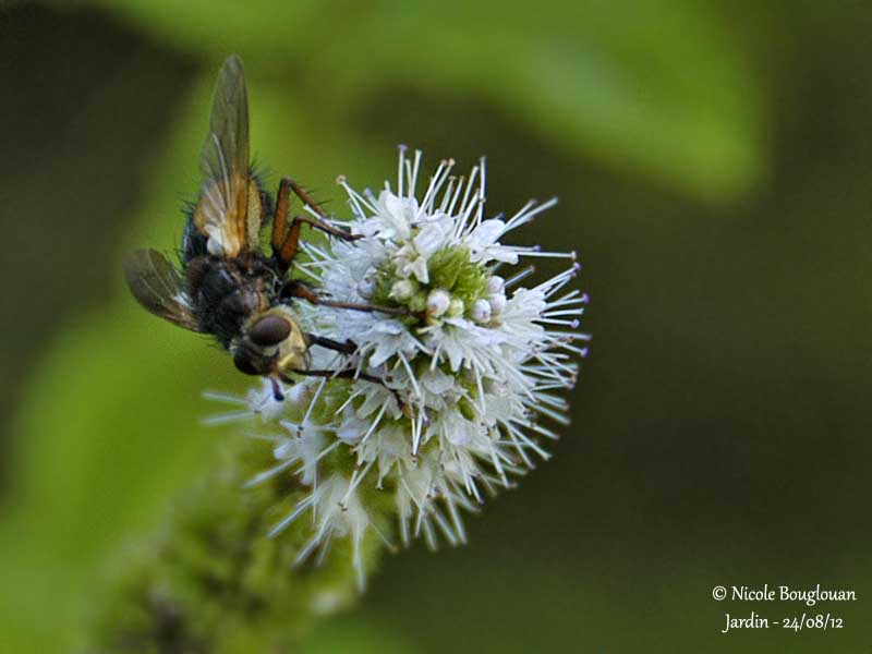 Tachina fera 