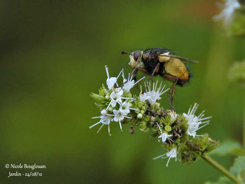 Tachina fera 