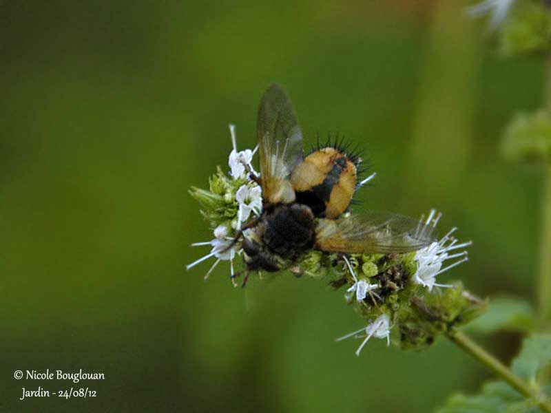 Tachina fera 