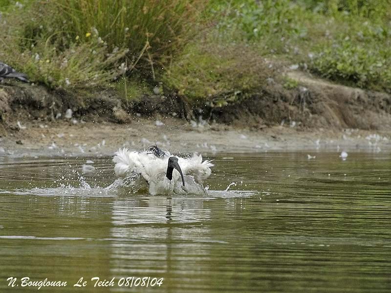 SACRED-IBIS bathing