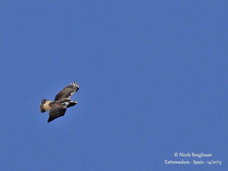 Spanish Imperial Eagle