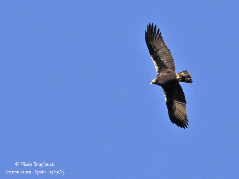 Spanish Imperial Eagle