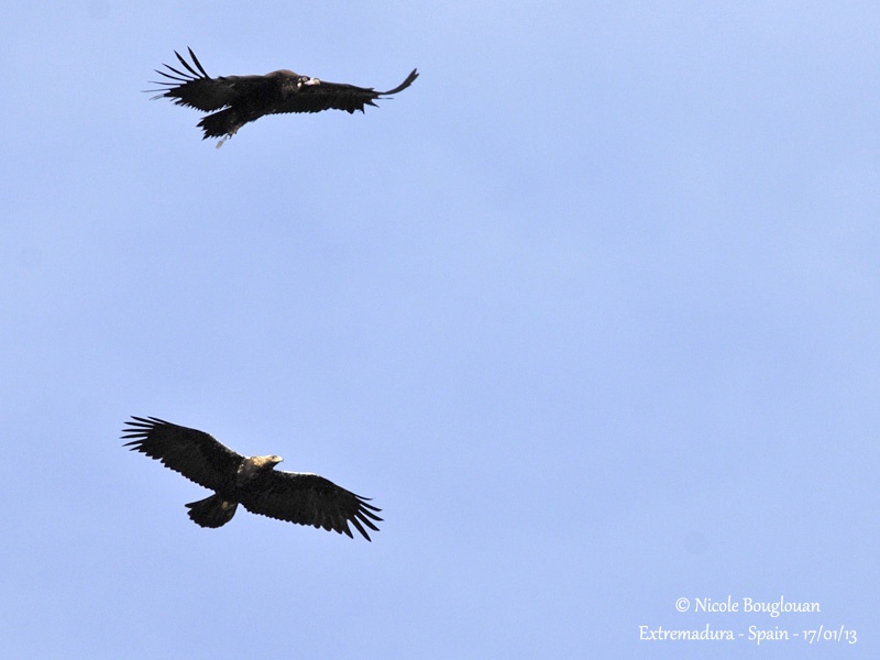 Spanish Imperial Eagle - Cinereous Vulture 