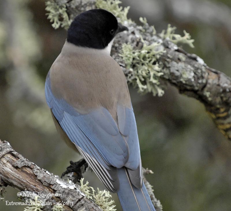 Iberian Magpie 