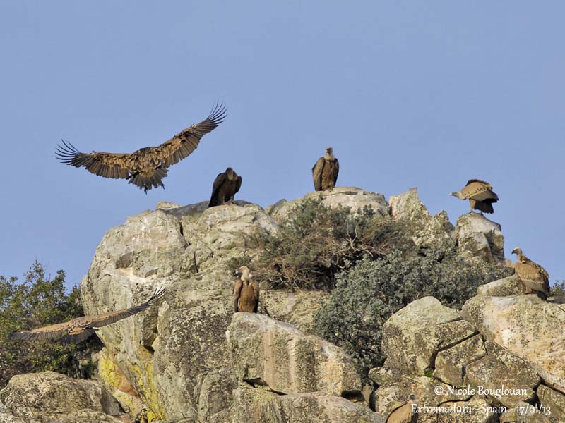 Eurasian Griffon Vulture 