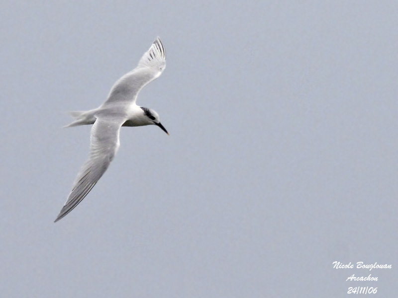 SANDWICH TERN