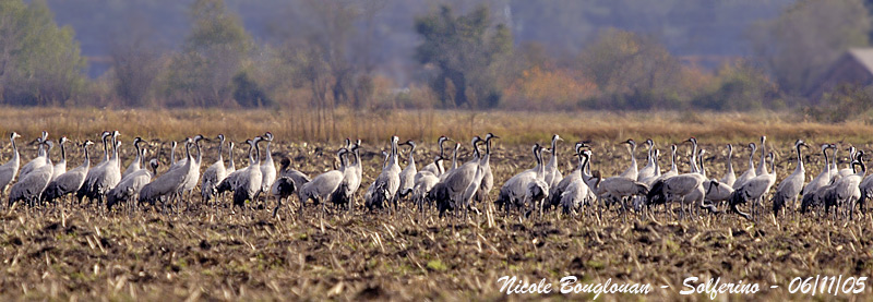Common Cranes flock