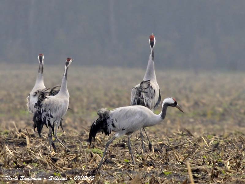 Common Cranes back