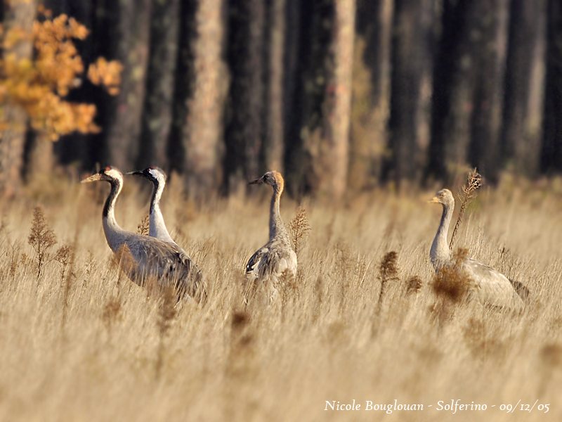 Common Cranes family group
