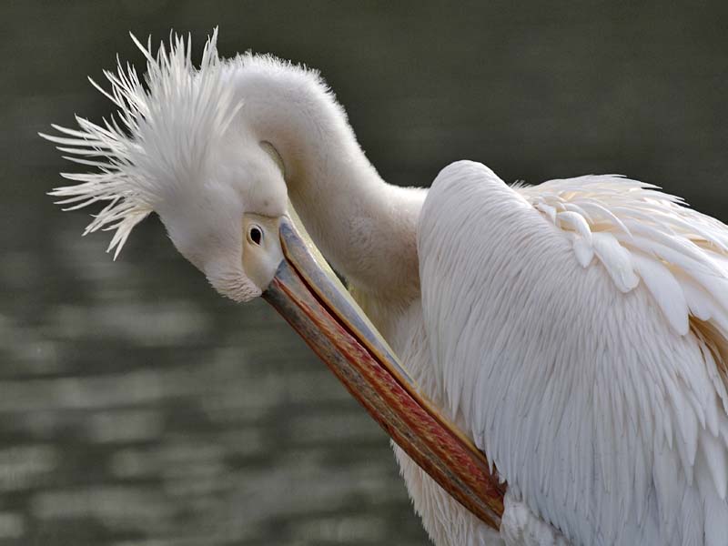 Great-White-Pelican