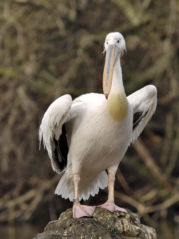 Great-White-Pelican