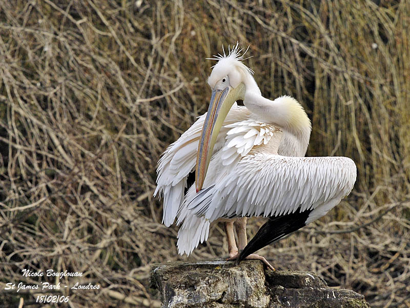 Great-White-Pelican