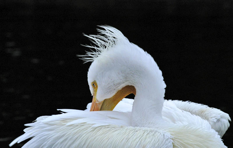 American White Pelican