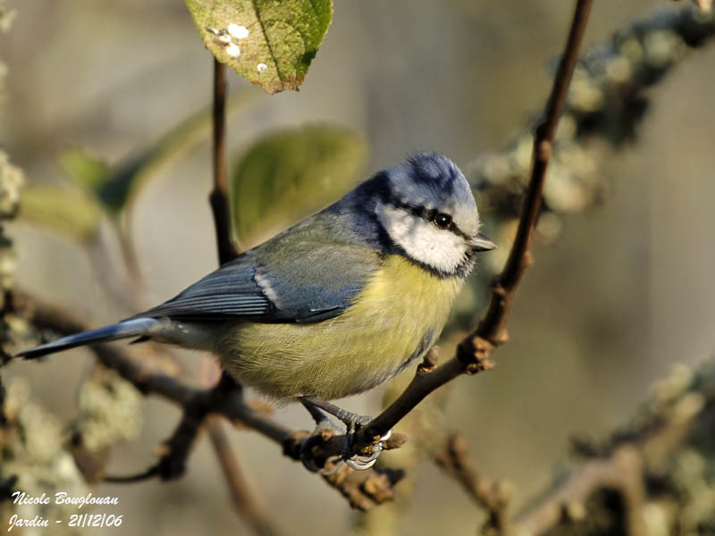 BLUE TIT