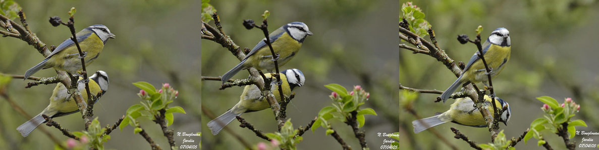 Blue Tits - Courtship displays