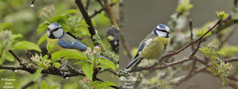 Blue Tits in Apple-tree