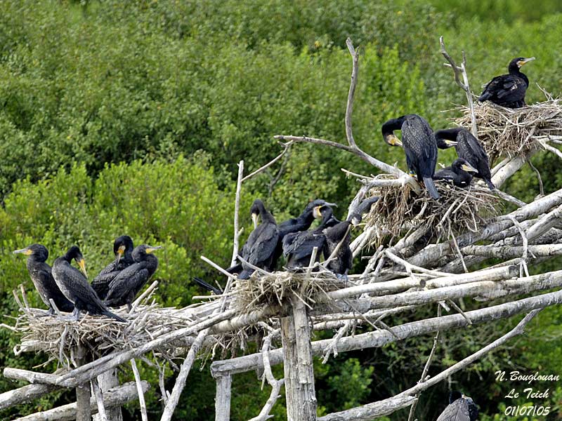 GREAT CORMORANT colony