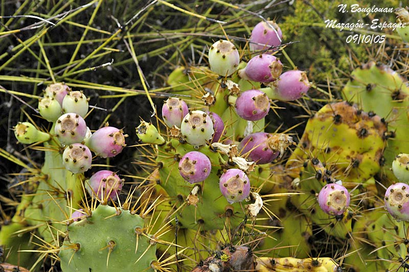 Coastal plant