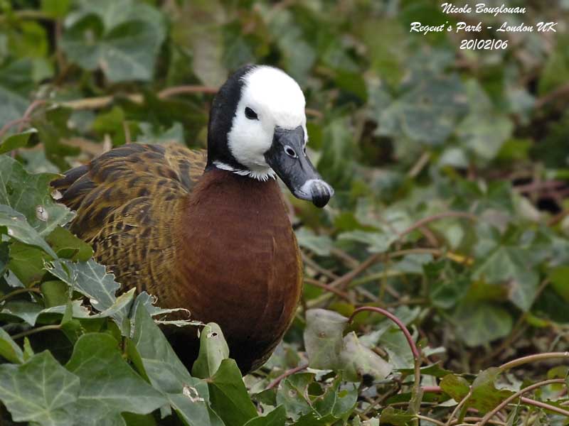 WHITE-FACED WHISTLING DUCK