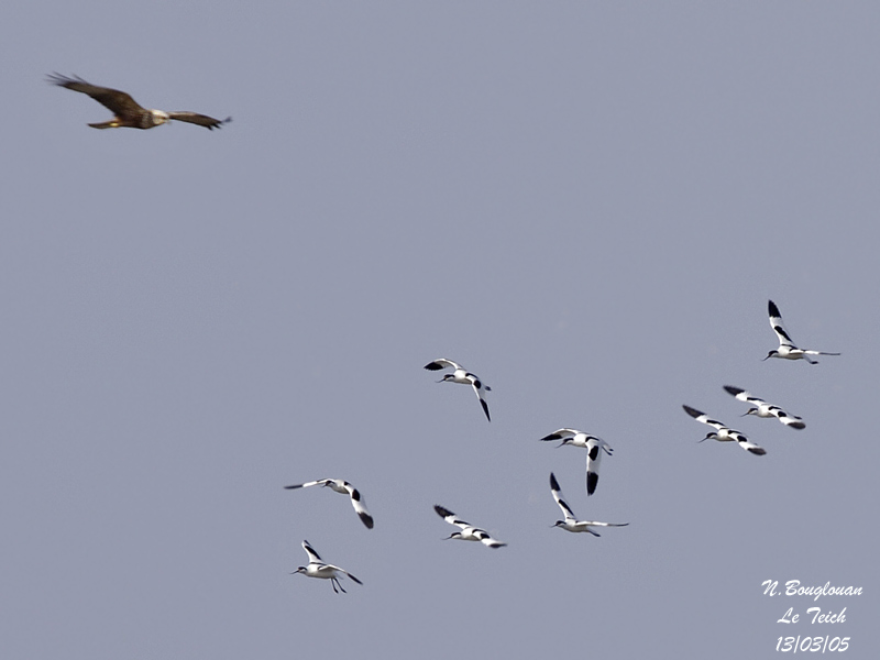 Western Marsh Harrier and Pied Avocets