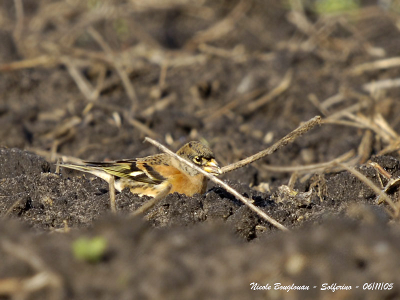 BRAMBLING MALE