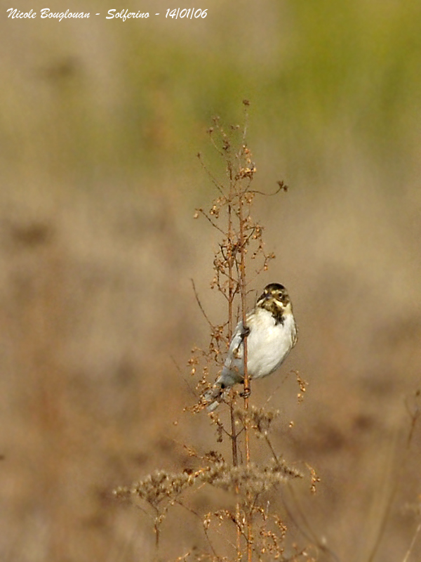 COMMON-REED-BUNTING