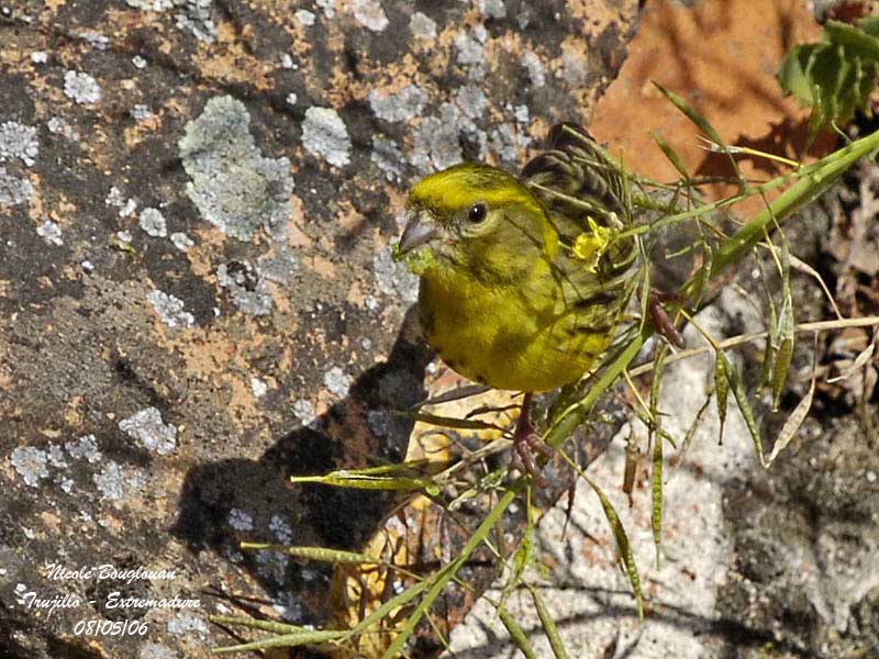 EUROPEAN SERIN